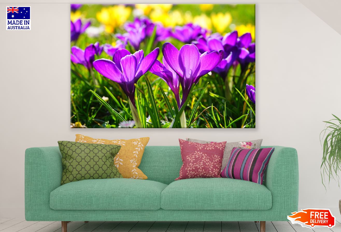 Purple Crocus Flowers Closeup Photograph Print 100% Australian Made