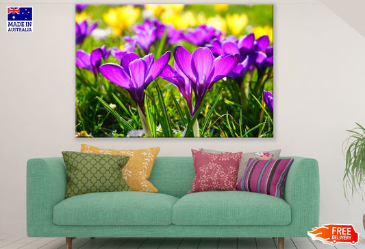 Purple Crocus Flowers Closeup Photograph Print 100% Australian Made