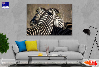 Zebra in Forest Side View Photograph Print 100% Australian Made