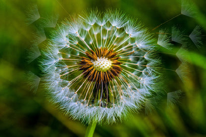 Dandelion Closeup View Photograph Print 100% Australian Made