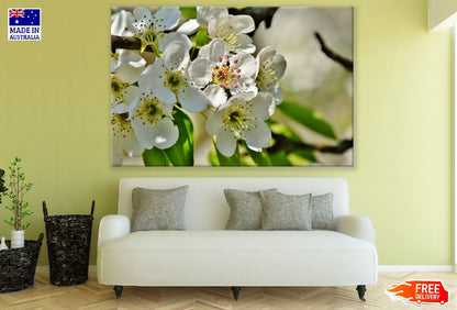 White Pear Blossom Flowers with Branches Photograph Print 100% Australian Made