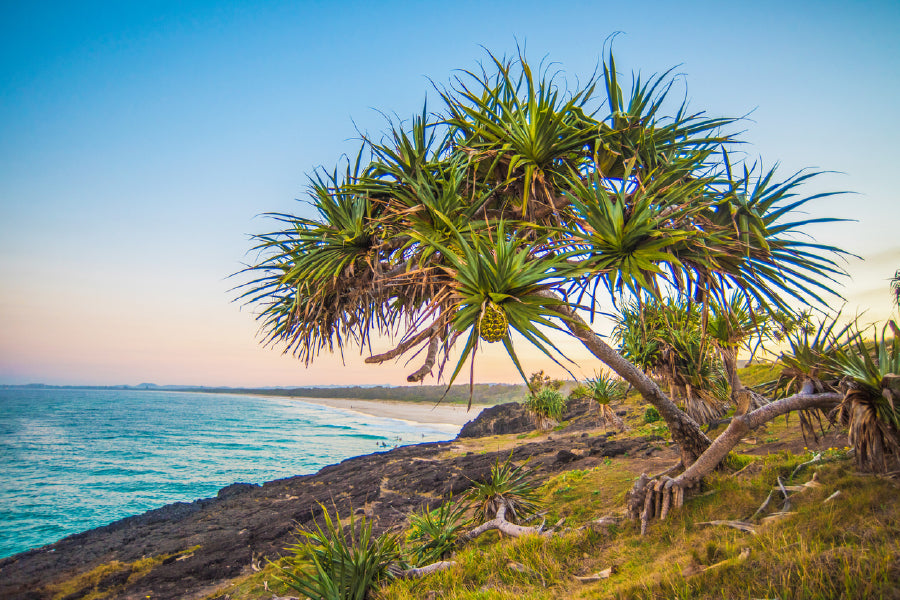 Mangrove Tree Near Sea View Photograph Print 100% Australian Made