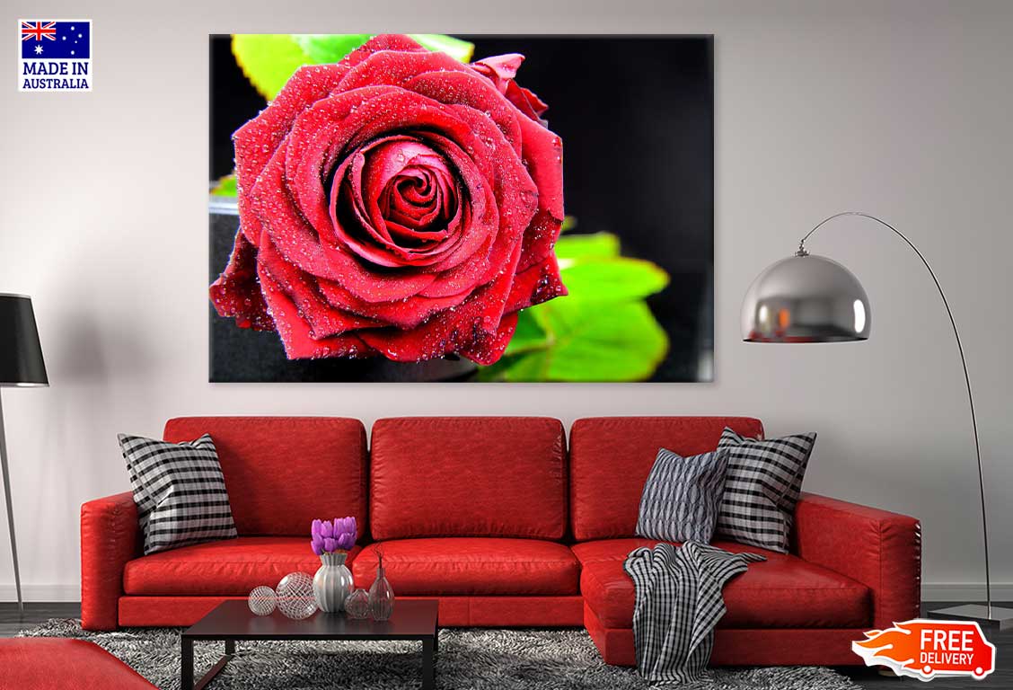 Water Drop on Rose Closeup View Photograph Print 100% Australian Made