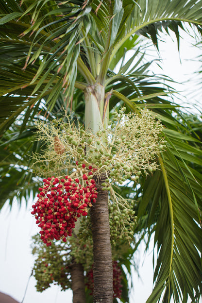 Palm Tree on Growth Bunch View Photograph Print 100% Australian Made