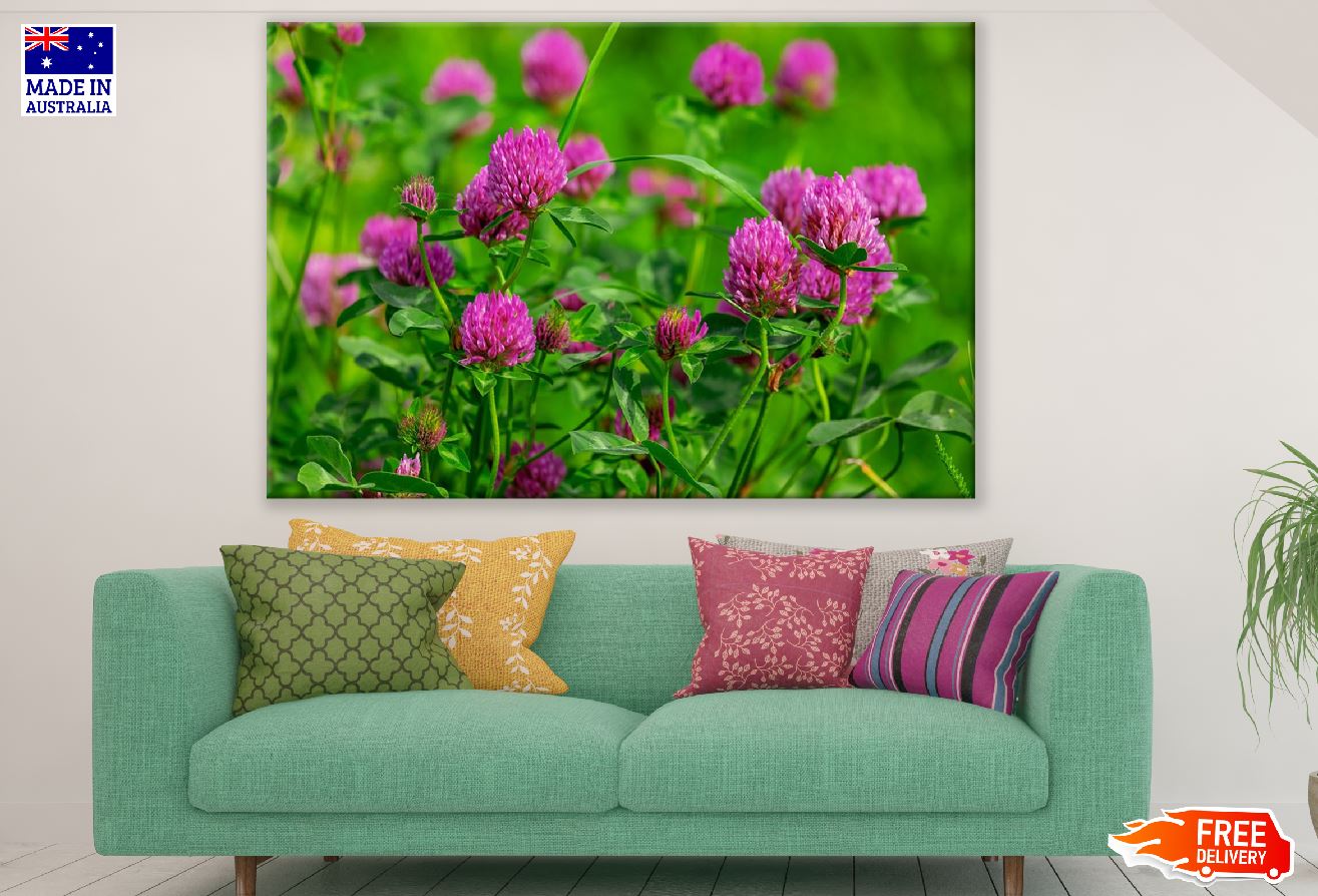 Pink Clover Flowers with Plant Photograph Print 100% Australian Made