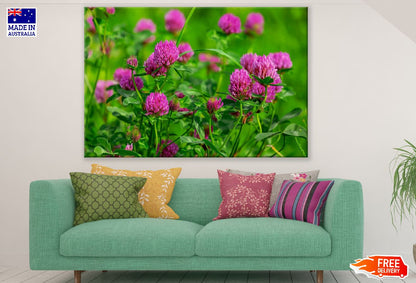 Pink Clover Flowers with Plant Photograph Print 100% Australian Made
