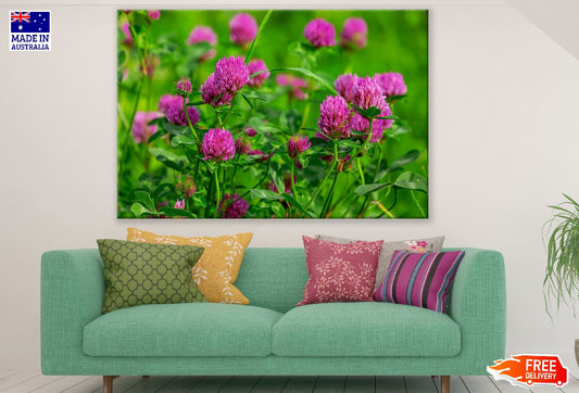 Pink Clover Flowers with Plant Photograph Print 100% Australian Made