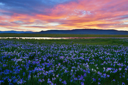 Flower Field Scenery Photograph Print 100% Australian Made