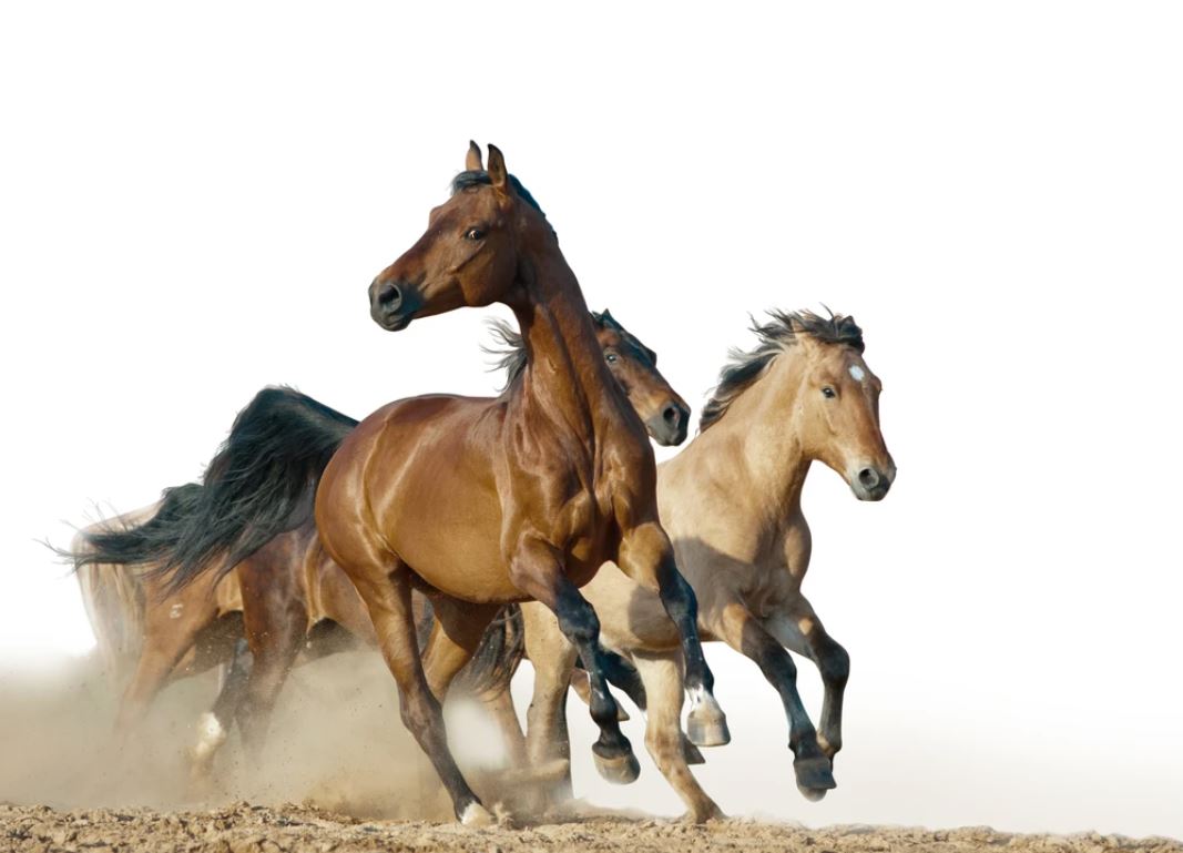 Running Horses on Sand Photograph Home Decor Premium Quality Poster Print Choose Your Sizes
