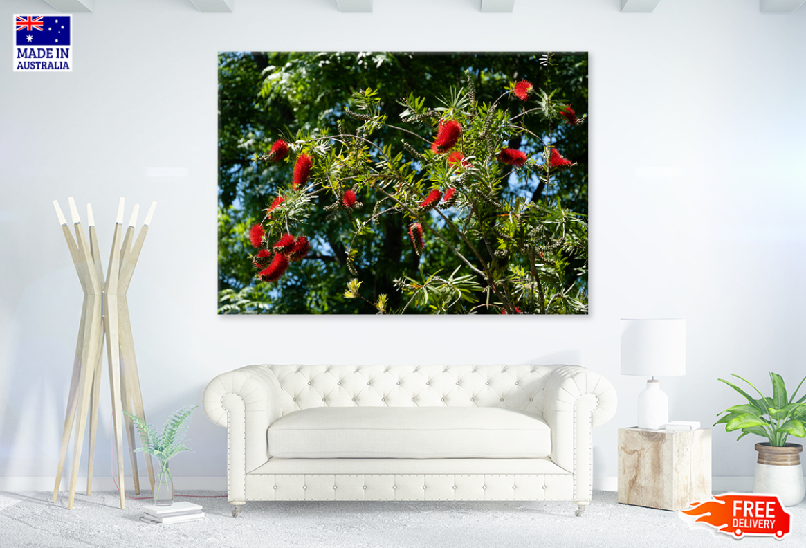 Red Flower Trees Photograph Print 100% Australian Made