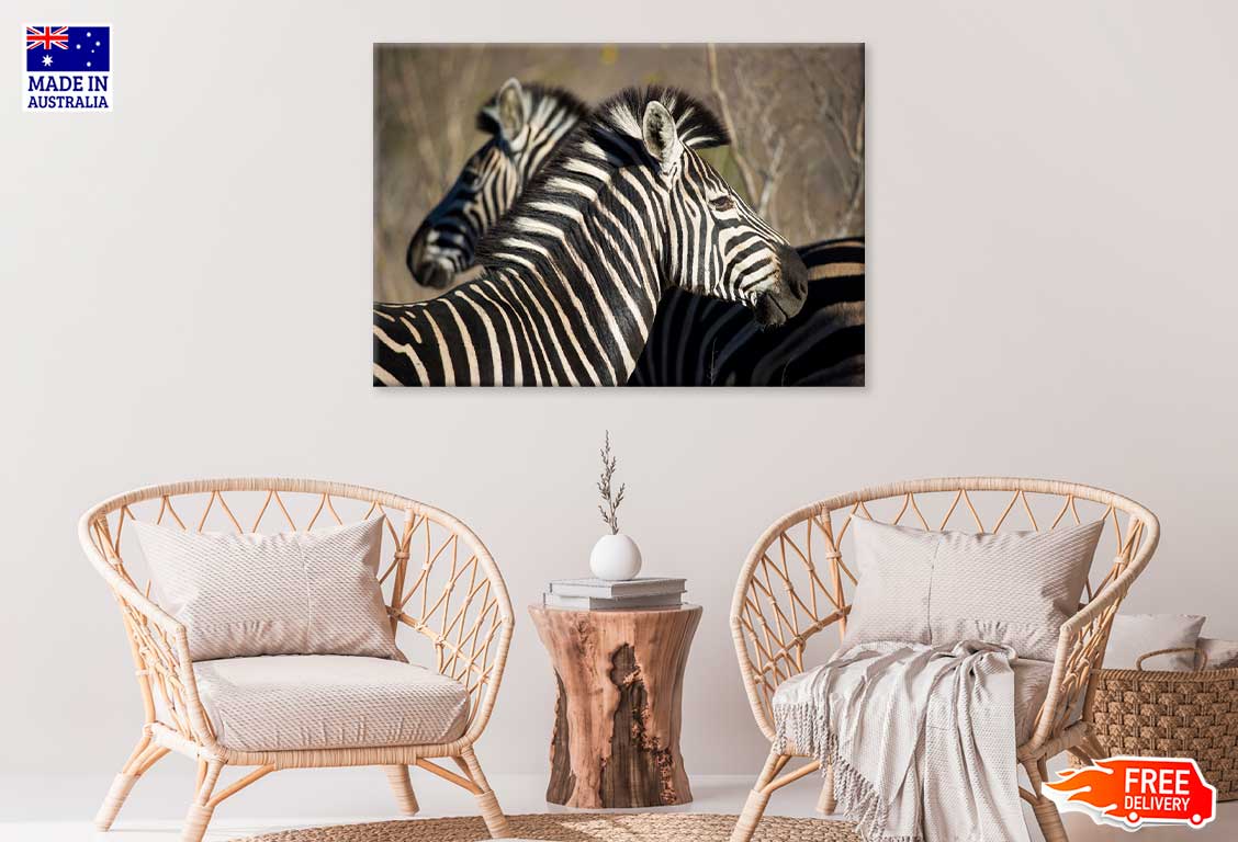 Zebra in Forest Side View Photograph Print 100% Australian Made