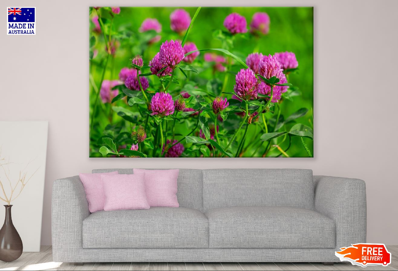Pink Clover Flowers with Plant Photograph Print 100% Australian Made