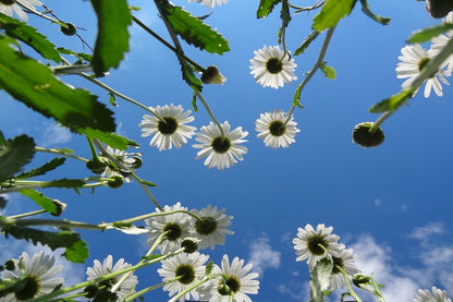 White Daisy with Tree Under Blue Sky Photograph Print 100% Australian Made