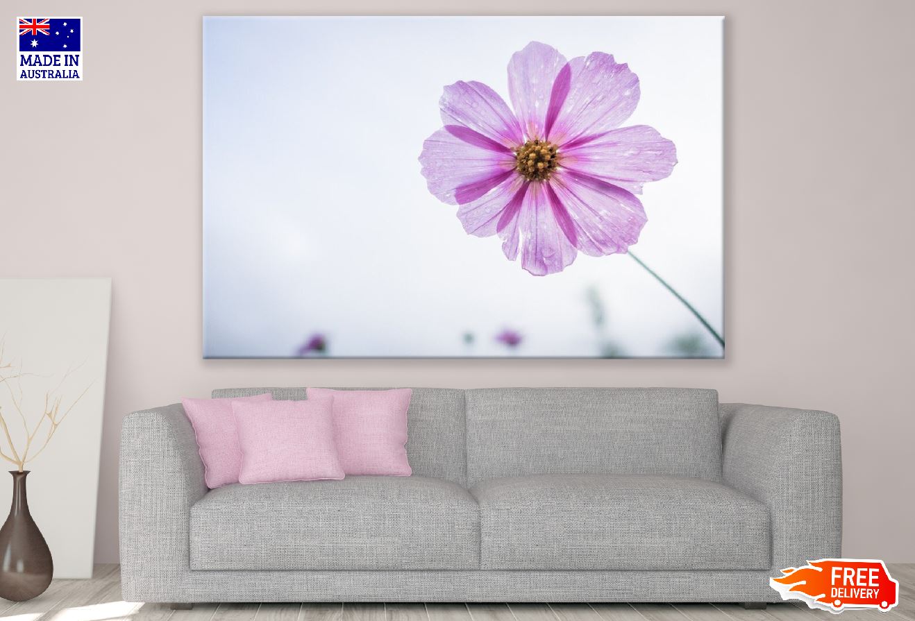 Pink & Purple Cosmos Flowers Closeup Photograph Print 100% Australian Made