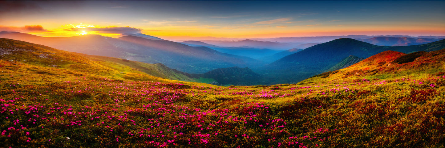 Panoramic Canvas Pink Flowers Hill Mounatins Scenery Photograph High Quality 100% Australian Made Wall Canvas Print Ready to Hang