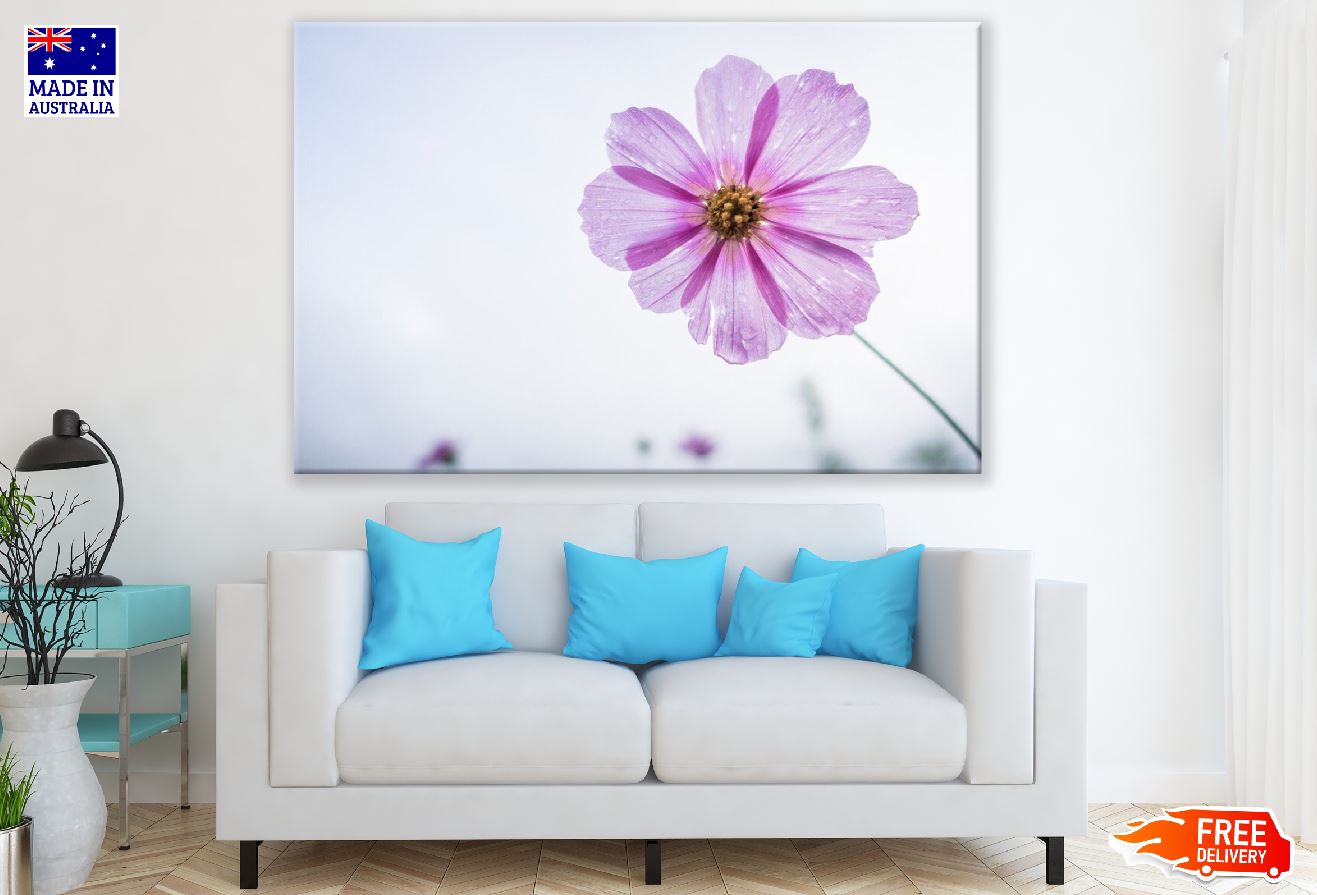 Pink & Purple Cosmos Flowers Closeup Photograph Print 100% Australian Made
