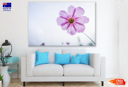 Pink & Purple Cosmos Flowers Closeup Photograph Print 100% Australian Made