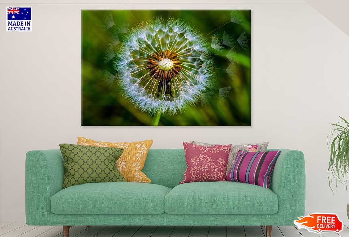 Dandelion Closeup View Photograph Print 100% Australian Made