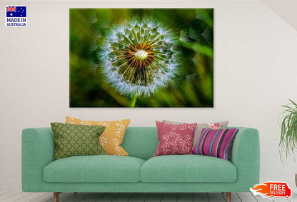 Dandelion Closeup View Photograph Print 100% Australian Made
