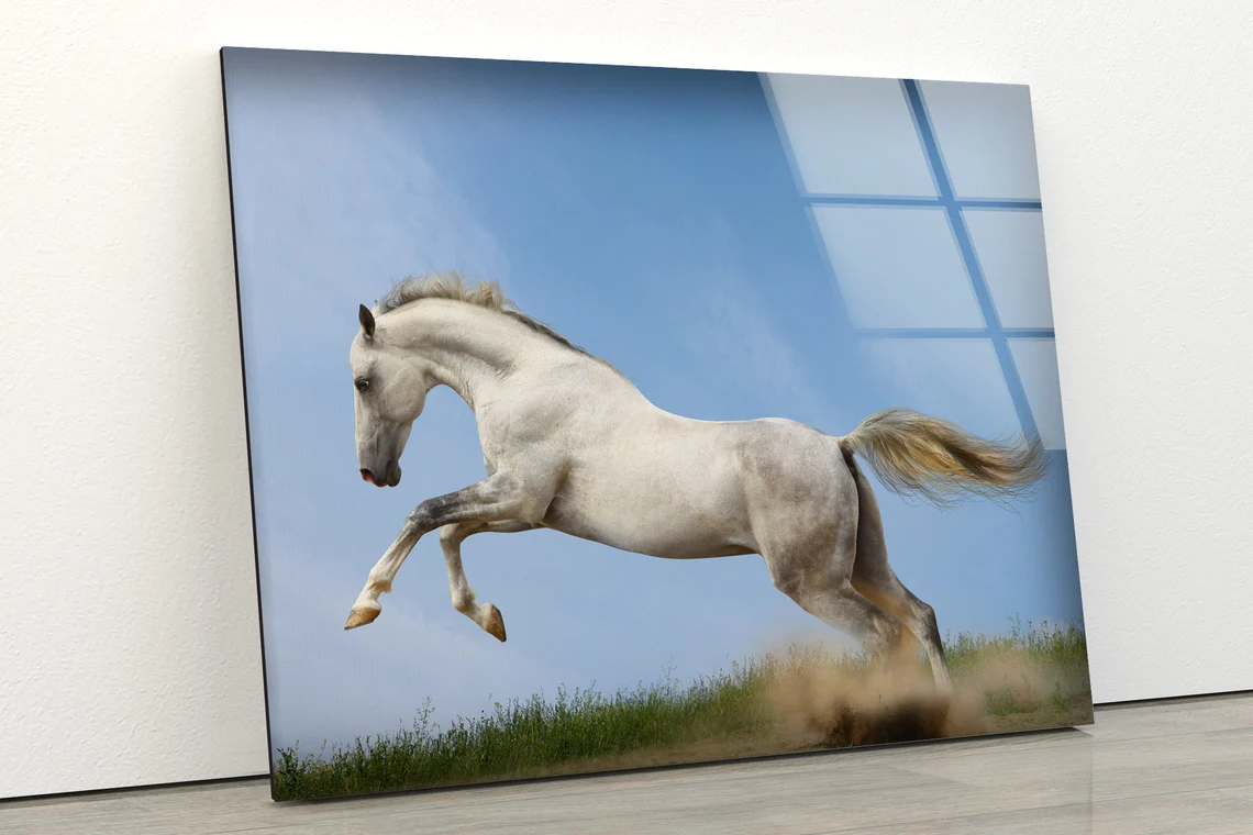 Running White Horse Photograph Acrylic Glass Print Tempered Glass Wall Art 100% Made in Australia Ready to Hang