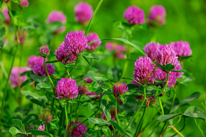 Pink Clover Flowers with Plant Photograph Print 100% Australian Made