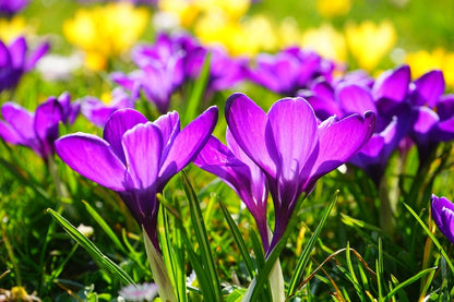 Purple Crocus Flowers Closeup Photograph Print 100% Australian Made