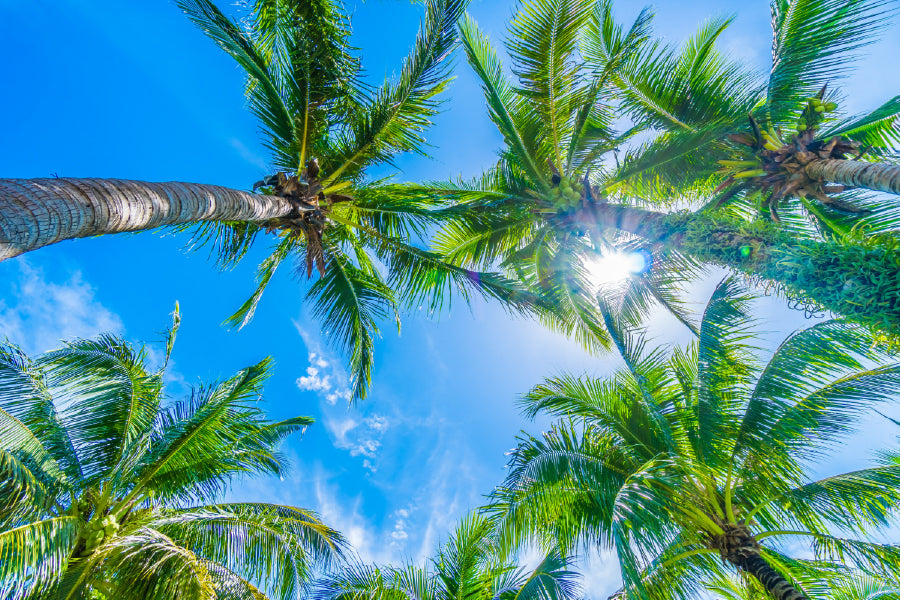 Palm Trees with Blue Sky View Photograph Print 100% Australian Made