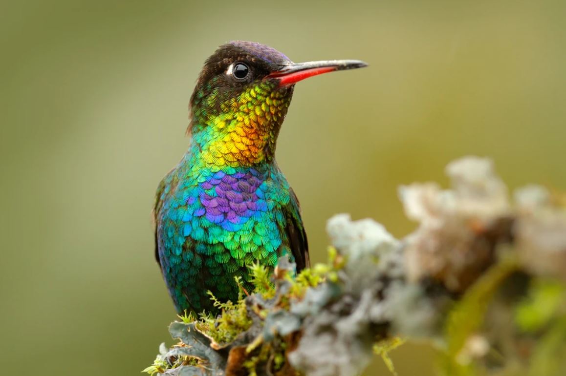 Humming Bird Closeup Portrait Home Decor Premium Quality Poster Print Choose Your Sizes