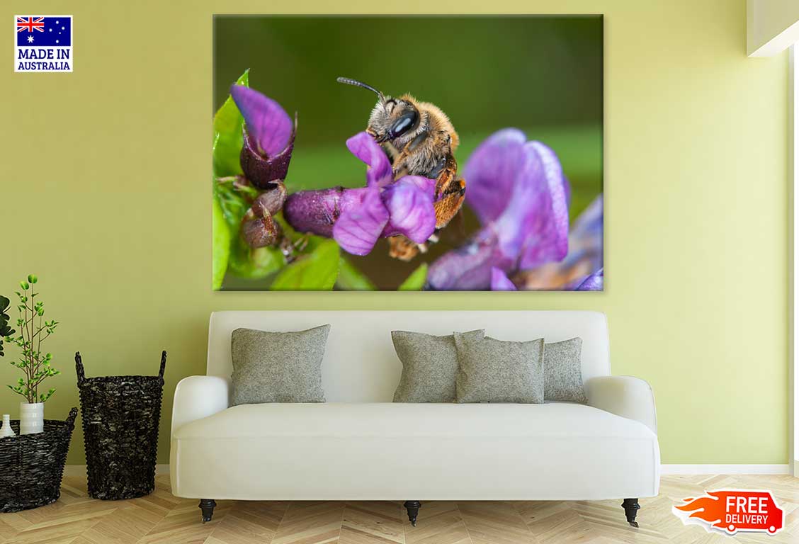 Honey Bee on Flower Photograph Print 100% Australian Made