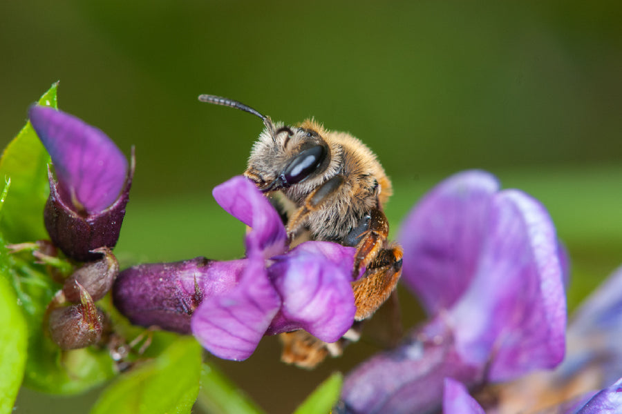 Honey Bee on Flower Photograph Print 100% Australian Made