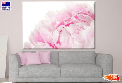 Pink Peony Flower on White Background Closeup Photograph Print 100% Australian Made