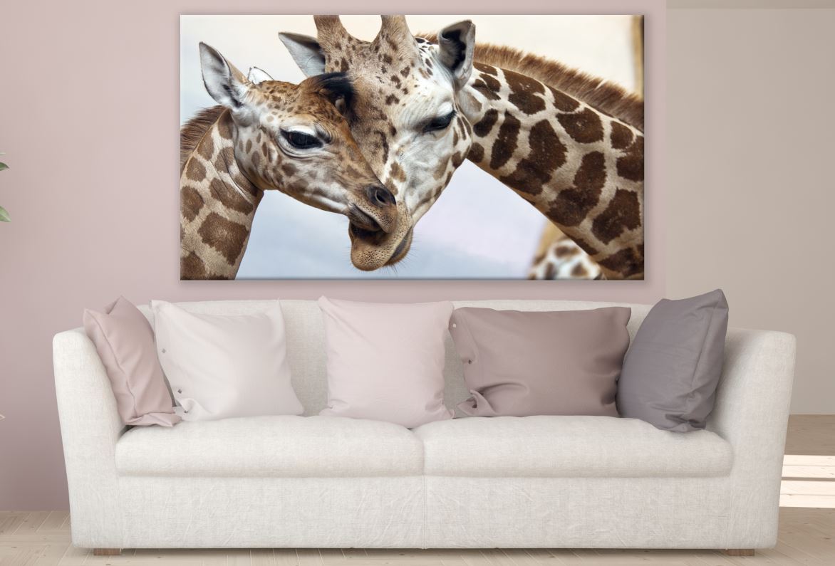 Giraffe Couple Love Portrait Photograph Print 100% Australian Made