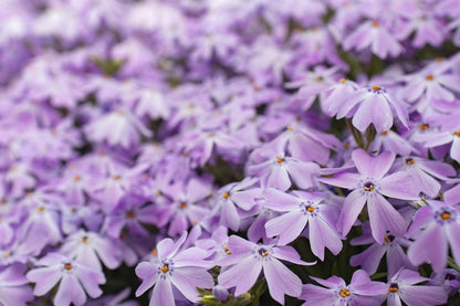 Blossom Purple Flowers Closeup Photograph Print 100% Australian Made