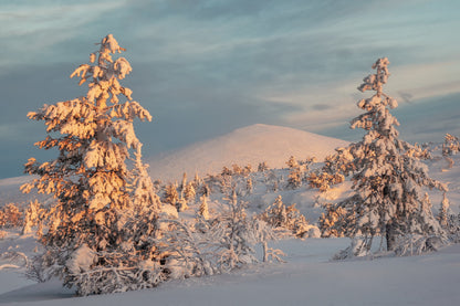 Snow Covered Fir Trees Sunset Photograph Print 100% Australian Made