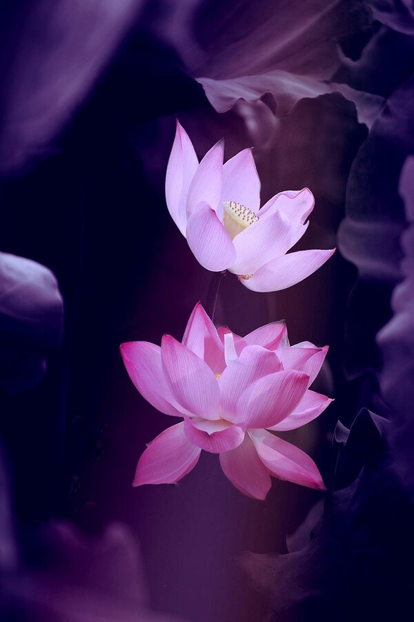 Pink Lotus Flowers Photograph Print 100% Australian Made