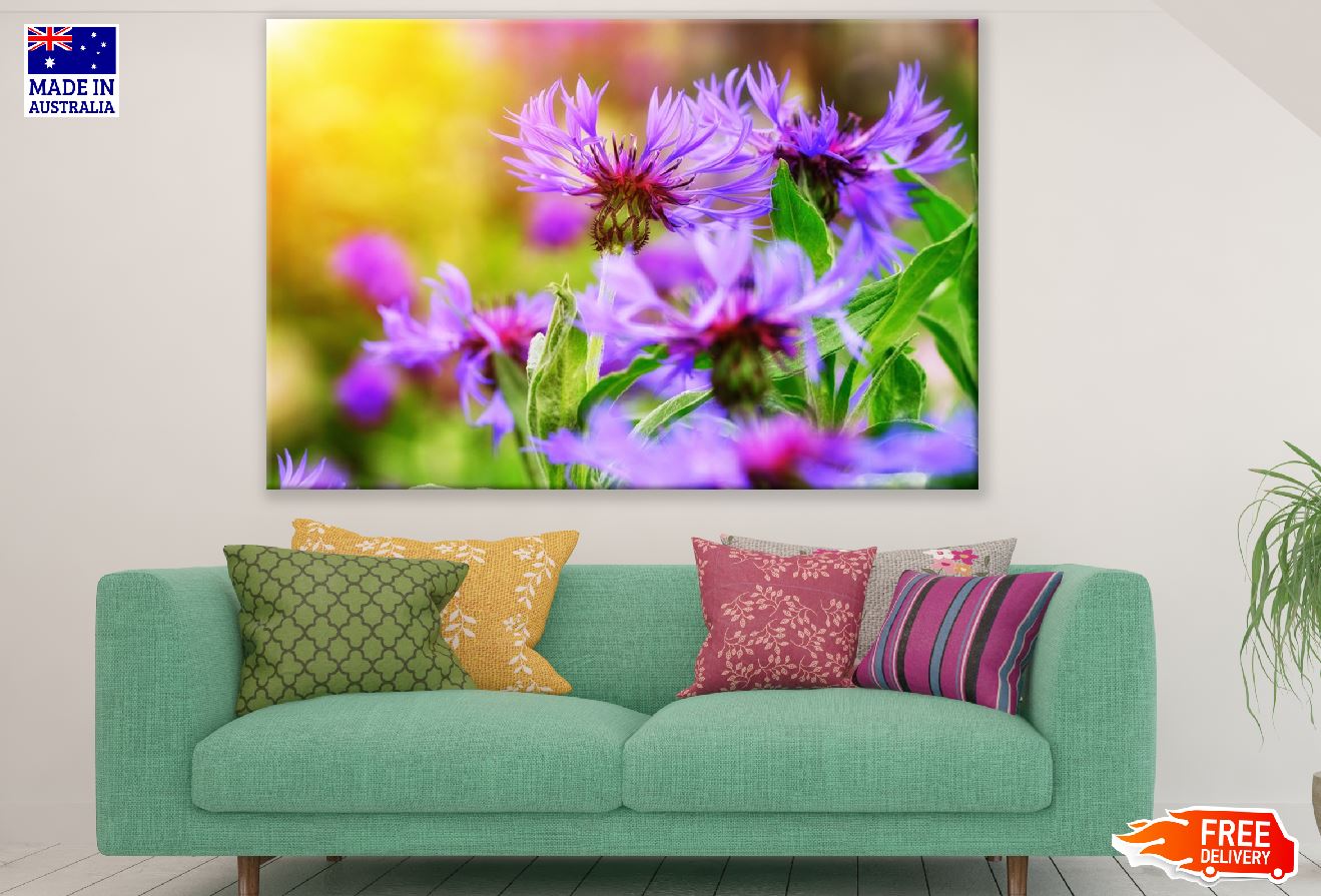 Purple Cornflowers Closeup Photograph Print 100% Australian Made