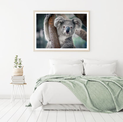 Home Decor Premium Quality Poster Print Choose Your SizesKoala Bear on a Tree Photograph