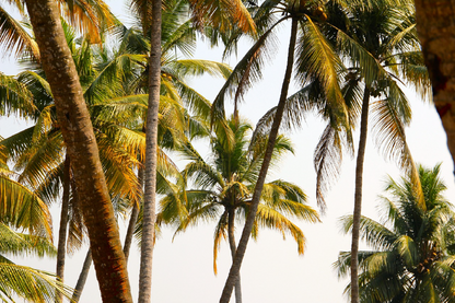 Palm Trees Closeup Photograph Print 100% Australian Made