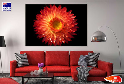 Straw Flower Closeup View Photograph Print 100% Australian Made