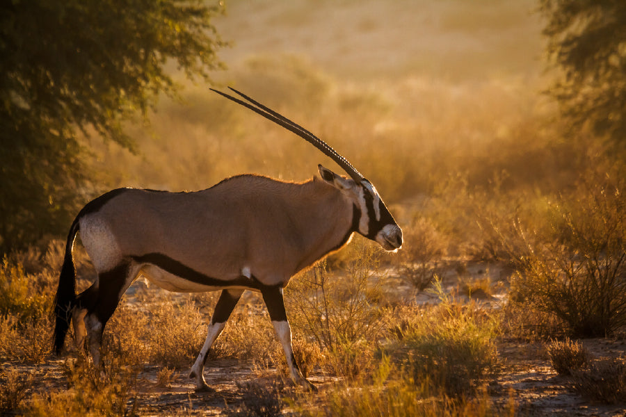 African Oryx in Kgalagadi Park Sunset Photograph Print 100% Australian Made