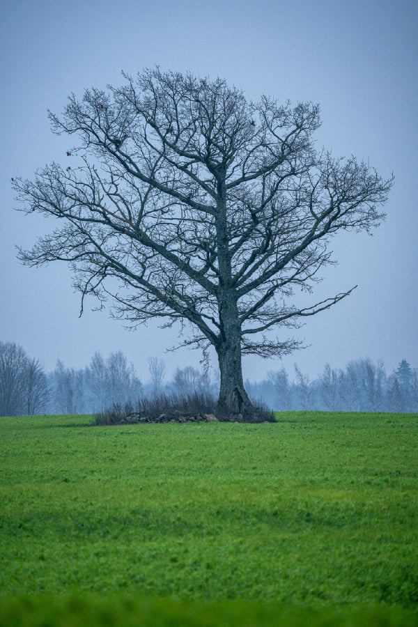 Leafless Tree on Green Field View Photograph Print 100% Australian Made