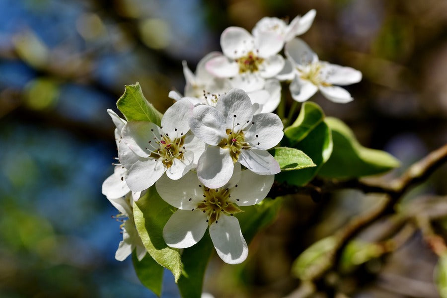 White Pear Blossom Flowers with Leaves Photograph Print 100% Australian Made