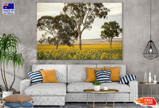 Sunflowers Amongst a Field Photograph Print 100% Australian Made