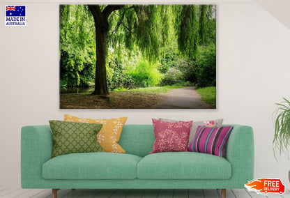 Road Covered with Weeping Willow Tree Photograph Print 100% Australian Made