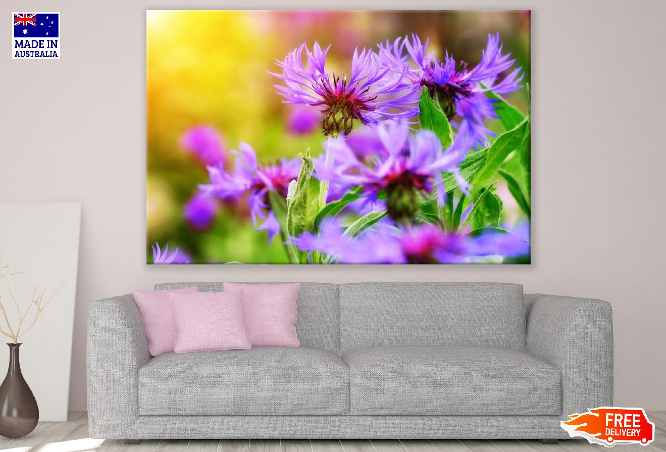 Purple Cornflowers Closeup Photograph Print 100% Australian Made