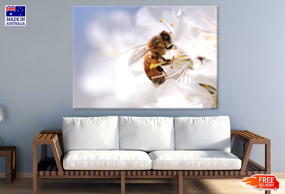 Bee on Flower Macro Photograph Print 100% Australian Made