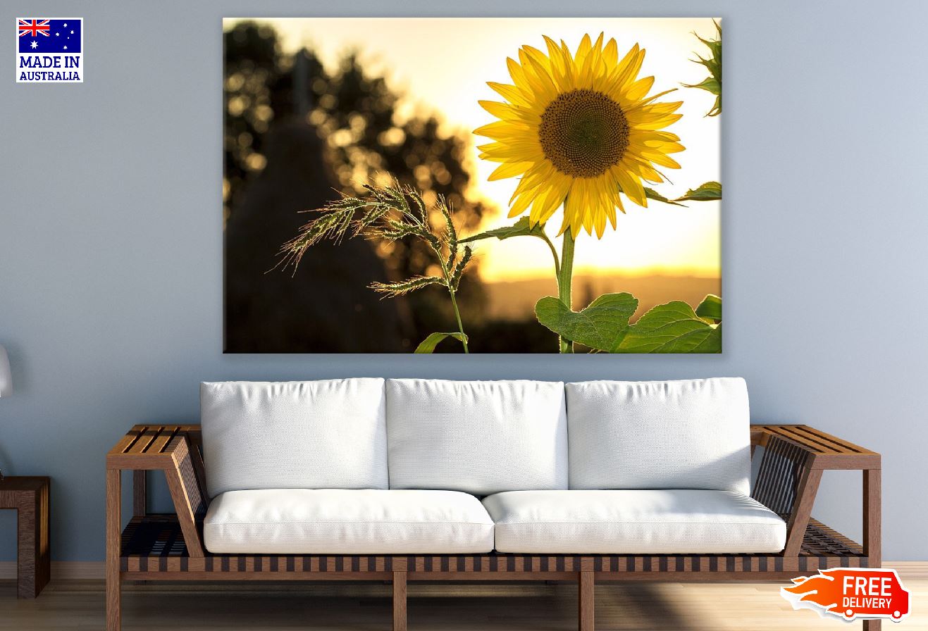Sunflower Closeup Sunset Photograph Print 100% Australian Made