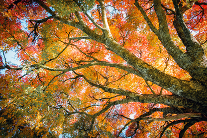 Autumn Tree View Photograph Print 100% Australian Made