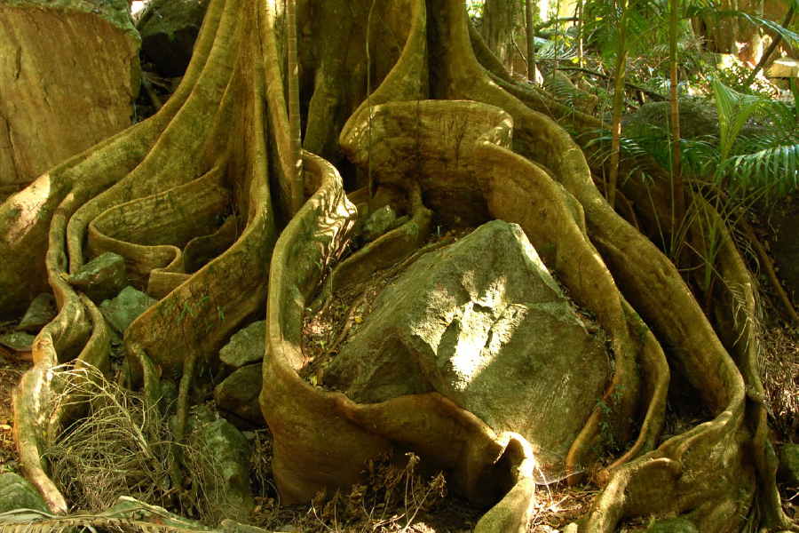 Tree Root Closeup Photograph Print 100% Australian Made