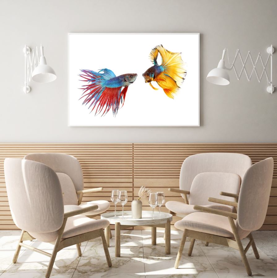 Fighter Fish Pair Closeup Photograph Home Decor Premium Quality Poster Print Choose Your Sizes